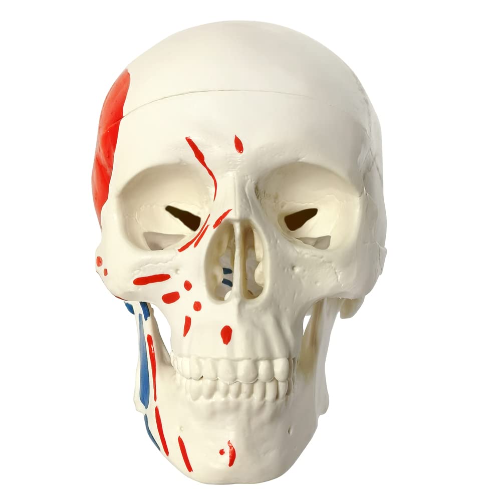 Mini Human Skull Model W/Muscle Insertion and Origin Painted, 3 Parts Palm-Sized Anatomy Skull Model with Removable Skull Cap & Full Set Teeth