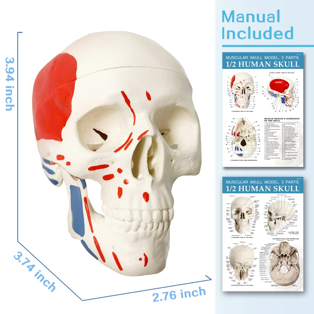 Mini Human Skull Model W/Muscle Insertion and Origin Painted, 3 Parts Palm-Sized Anatomy Skull Model with Removable Skull Cap & Full Set Teeth
