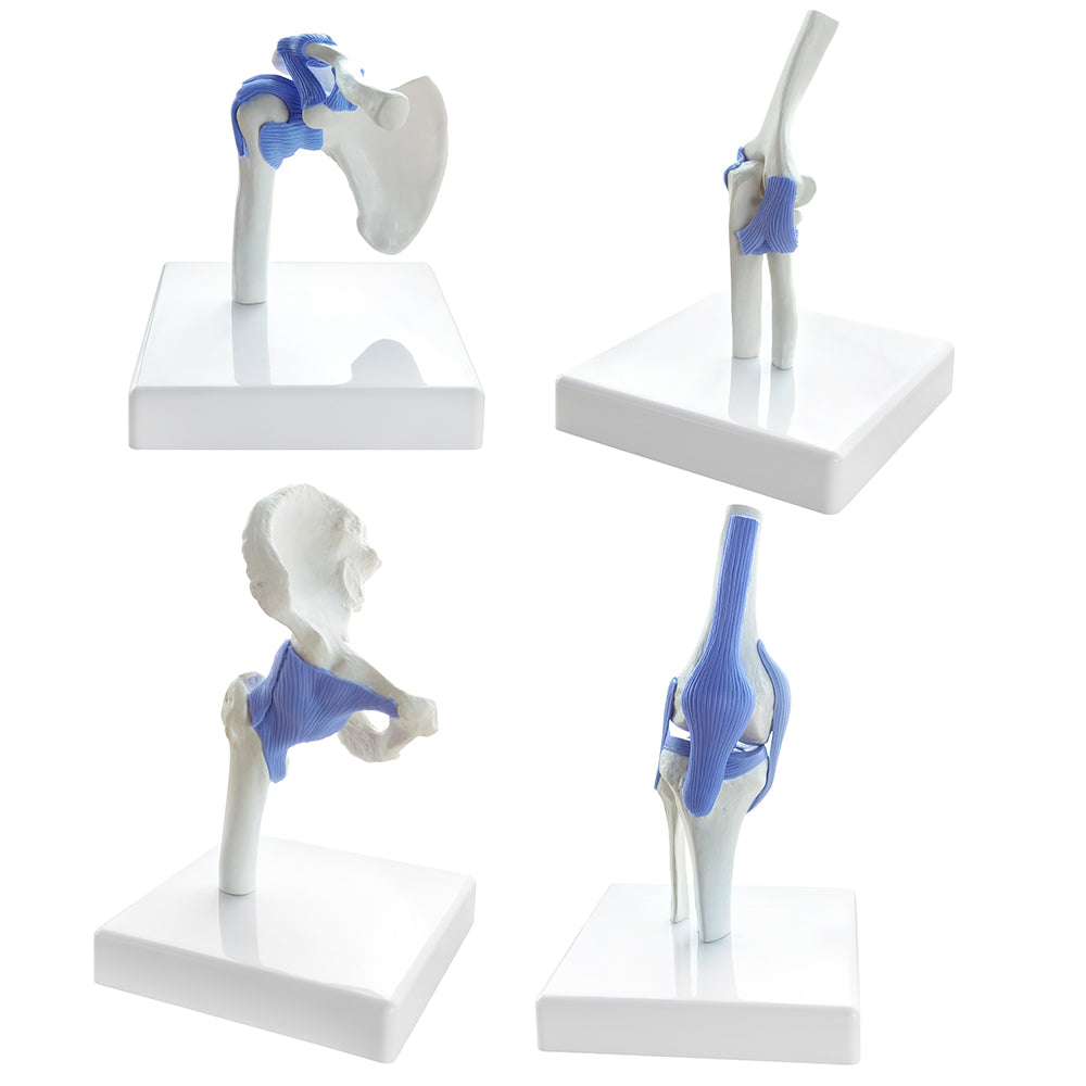 Evotech Miniature Hip, Elbow, Shoulder and Knee Joint Set, 1/2 Life Size, 4 Parts