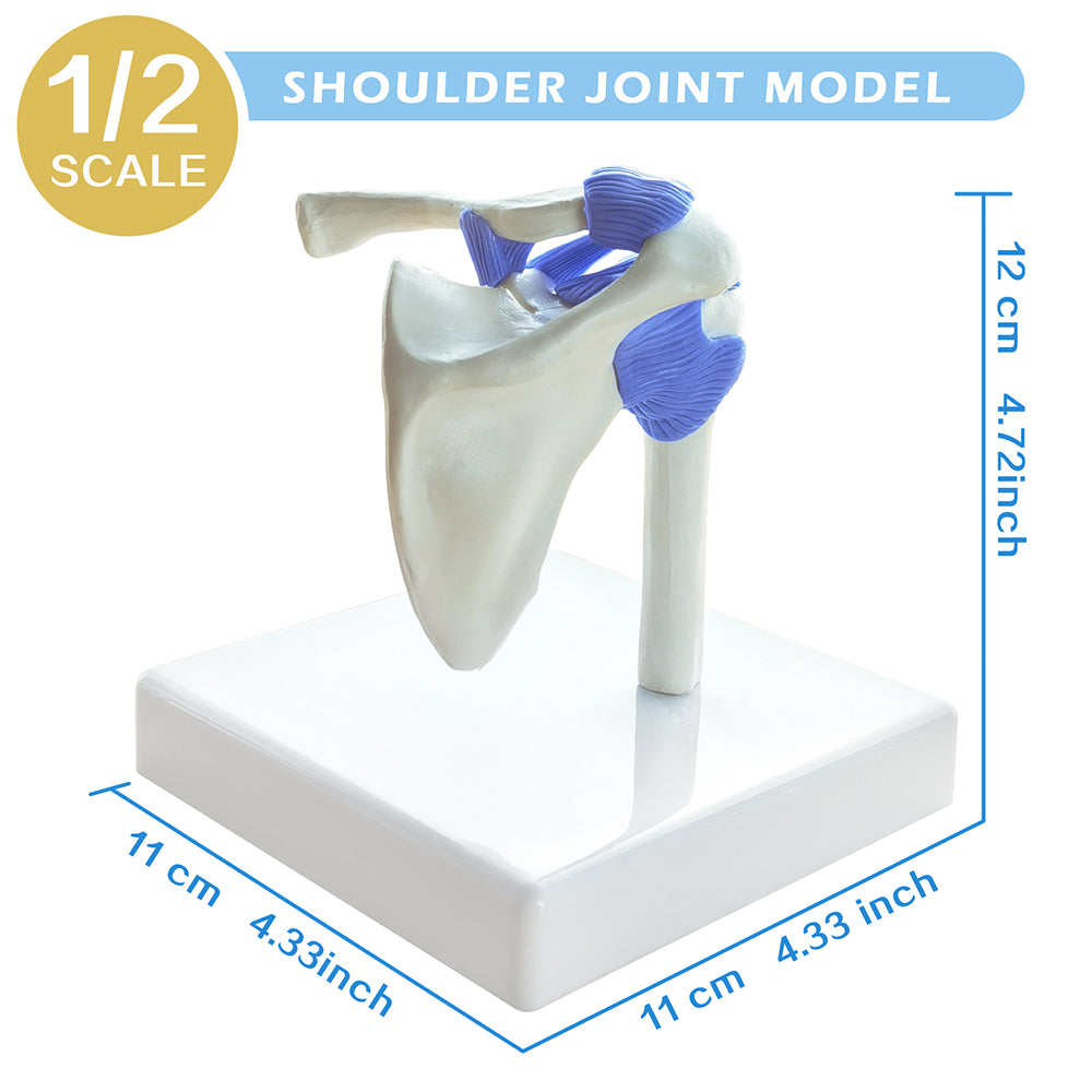 Evotech Miniature Hip, Elbow, Shoulder and Knee Joint Set, 1/2 Life Size, 4 Parts