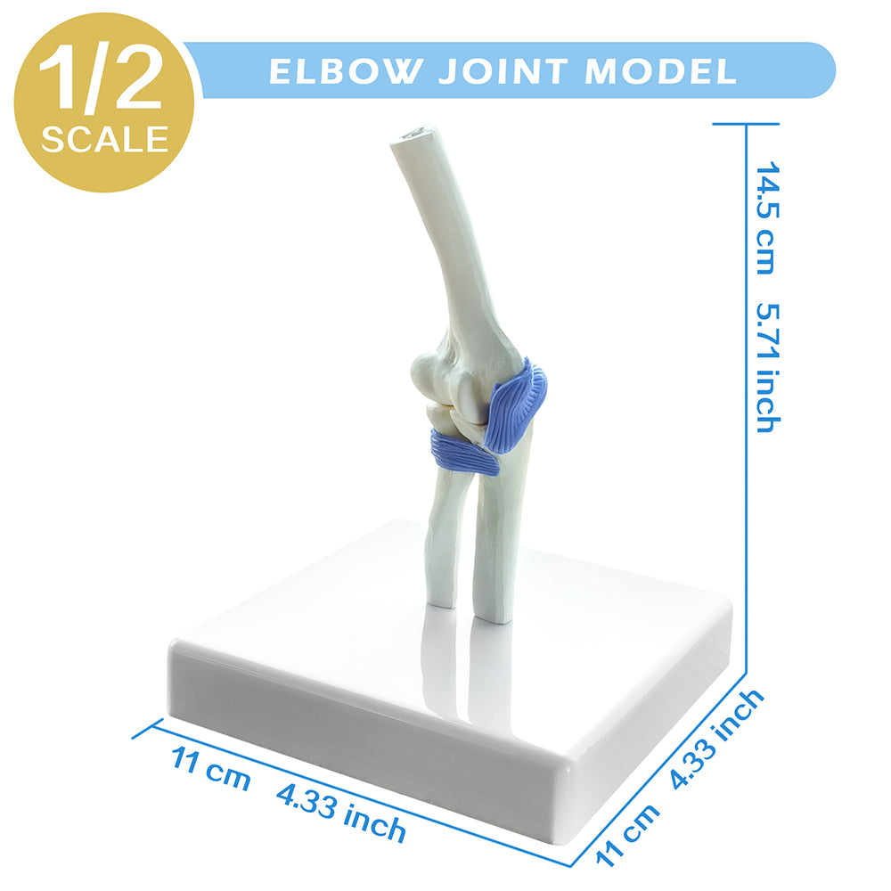 Evotech Miniature Hip, Elbow, Shoulder and Knee Joint Set, 1/2 Life Size, 4 Parts