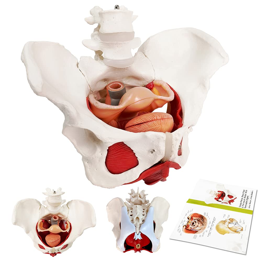 Axis Scientific Anatomy Model of Female Pelvis, Pelvic Floor Muscles and  Reproductive Organs | Removable Organs Include Uterus, Colon and Bladder 