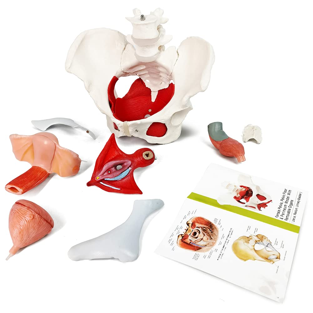 Evotech Scientific Anatomy Model of Female Pelvis Pelvic Floor Muscles and Reproductive Organs