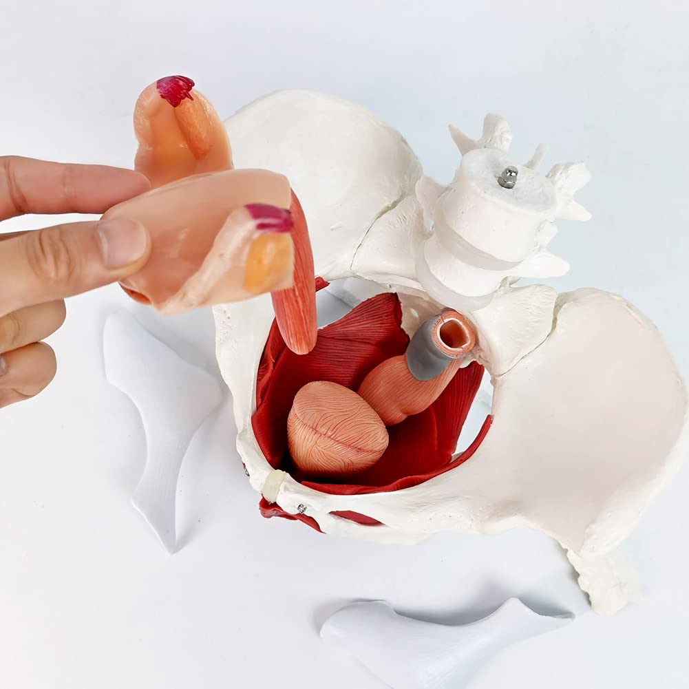 Evotech Scientific Anatomy Model of Female Pelvis Pelvic Floor Muscles and Reproductive Organs
