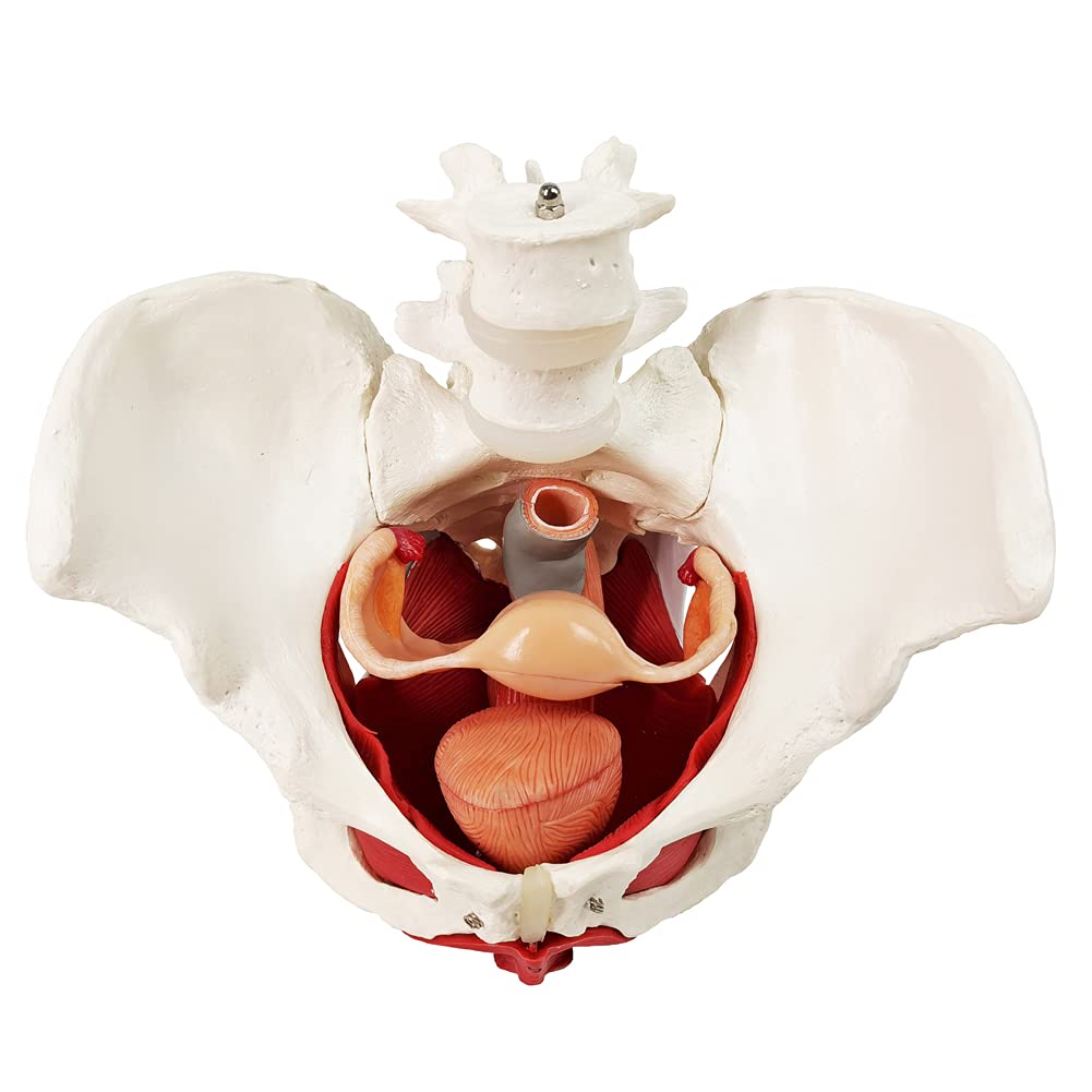 Evotech Scientific Anatomy Model of Female Pelvis Pelvic Floor Muscles and Reproductive Organs