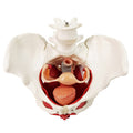 Evotech Scientific Anatomy Model of Female Pelvis Pelvic Floor Muscles and Reproductive Organs