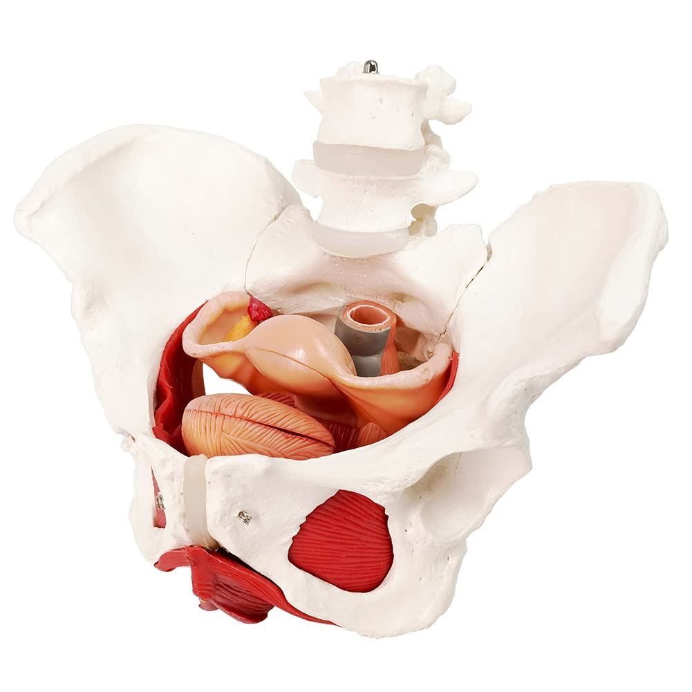 Evotech Scientific Anatomy Model of Female Pelvis Pelvic Floor Muscles and Reproductive Organs