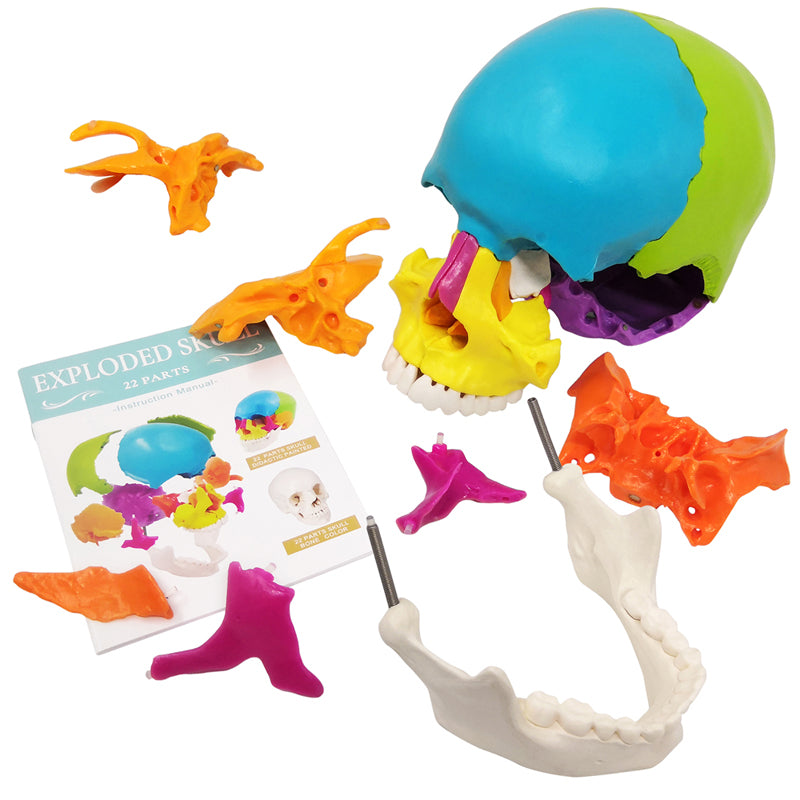 Life Size Disarticulated Human Anatomical Skull Model with Bone Color 22 parts