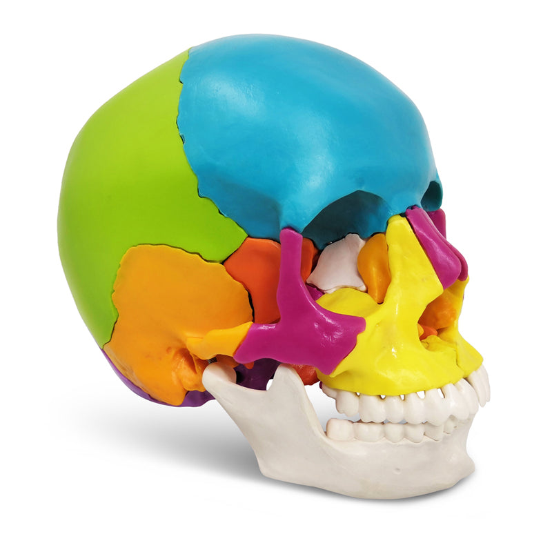 Life Size Disarticulated Human Anatomical Skull Model with Bone Color 22 parts