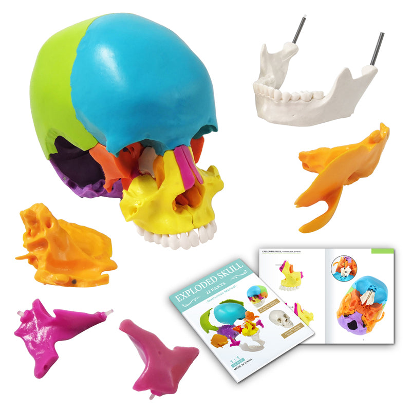 Life Size Disarticulated Human Anatomical Skull Model with Bone Color 22 parts