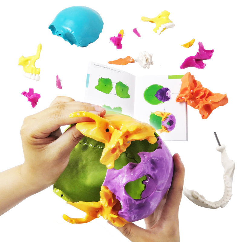 Life Size Disarticulated Human Anatomical Skull Model with Bone Color 22 parts