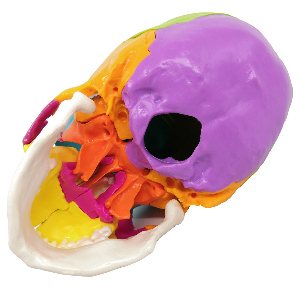 Life Size Disarticulated Human Anatomical Skull Model with Bone Color 22 parts