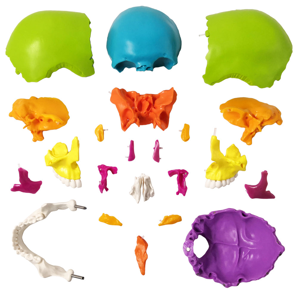 Life Size Disarticulated Human Anatomical Skull Model with Bone Color 22 parts