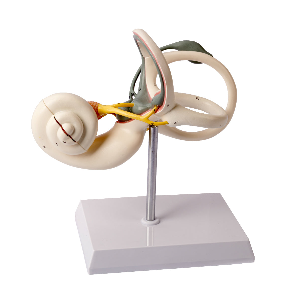 Evotech Scientific Inner Ear Model 2 Part 8X for Medical Study Display Teaching