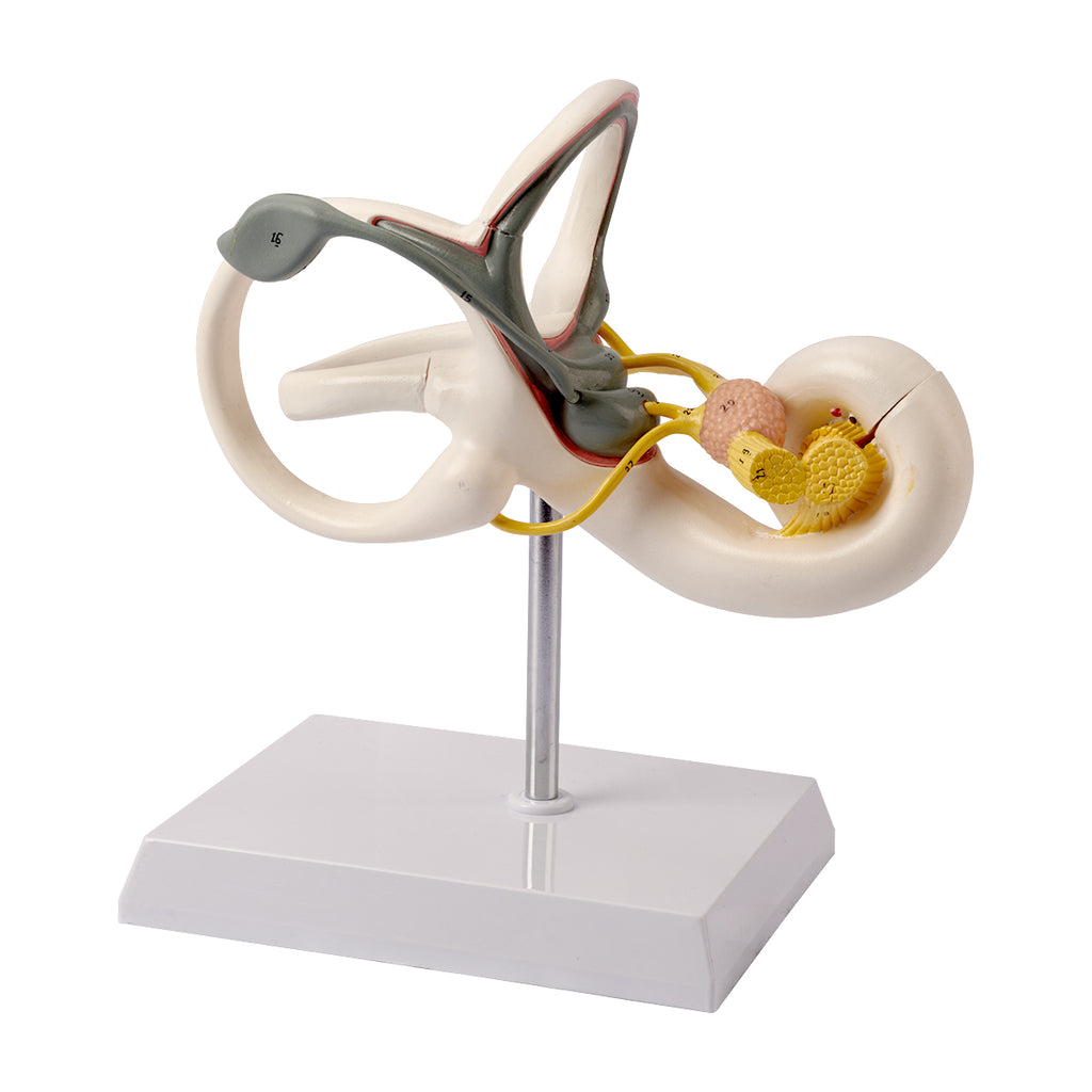 Evotech Scientific Inner Ear Model 2 Part 8X for Medical Study Display Teaching