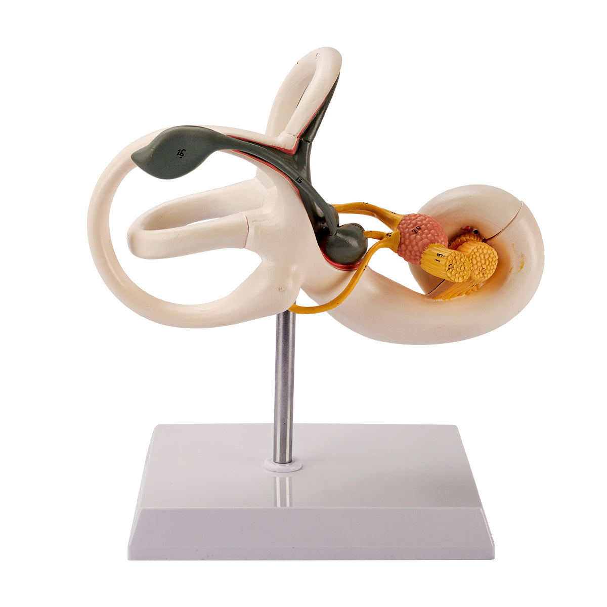 Evotech Scientific Inner Ear Model 2 Part 8X for Medical Study Display Teaching