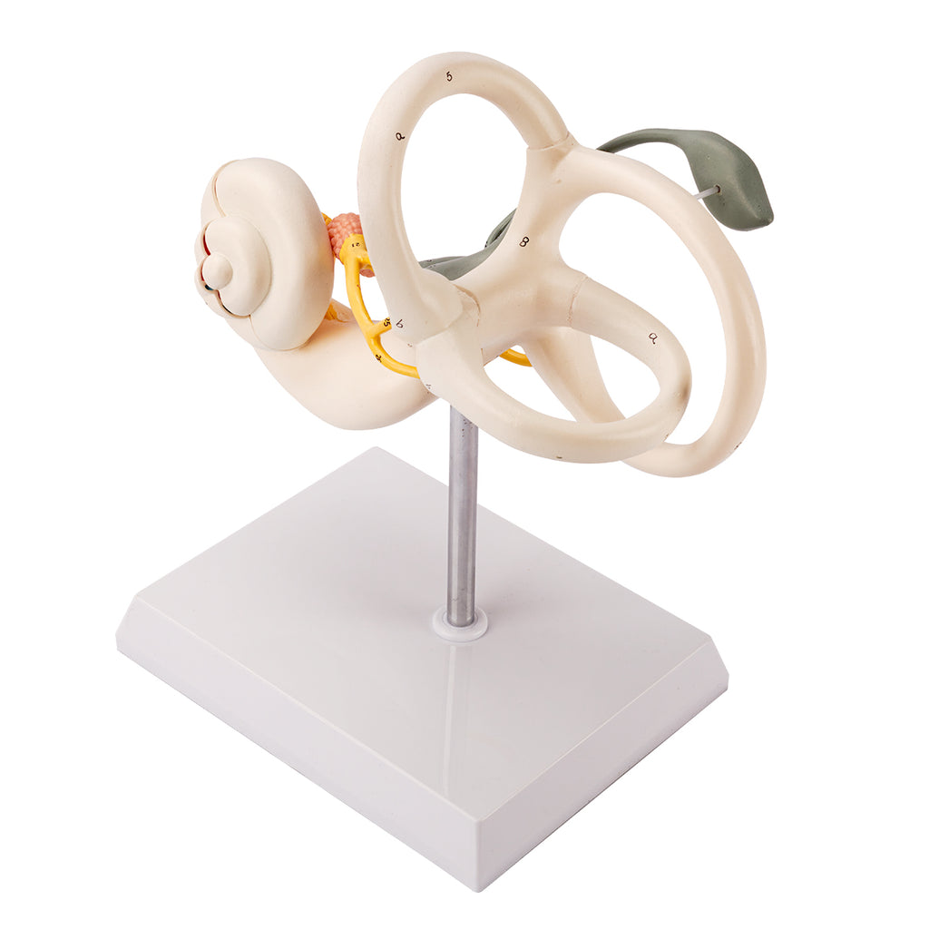 Evotech Scientific Inner Ear Model 2 Part 8X for Medical Study Display Teaching