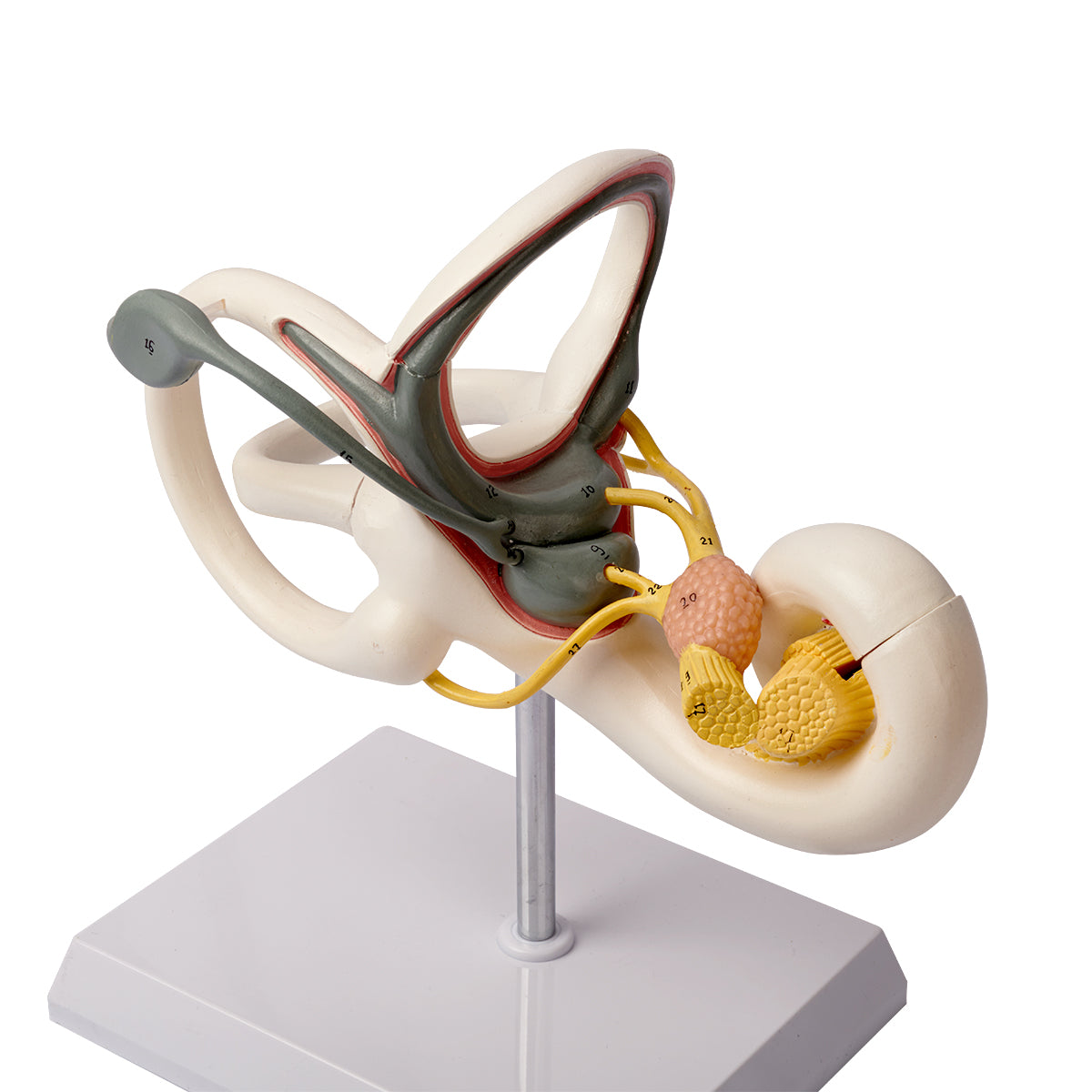 Evotech Scientific Inner Ear Model 2 Part 8X for Medical Study Display Teaching