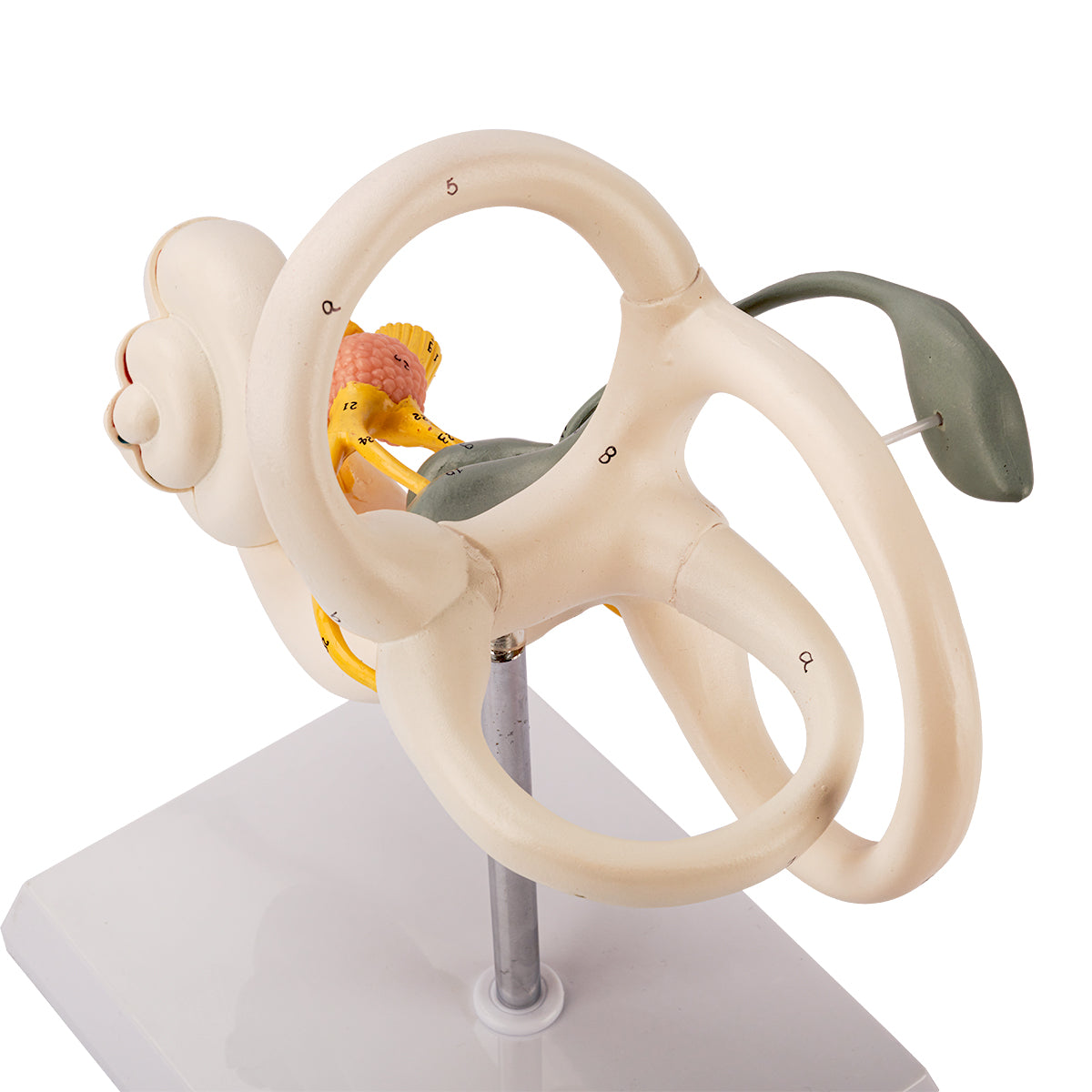 Evotech Scientific Inner Ear Model 2 Part 8X for Medical Study Display Teaching