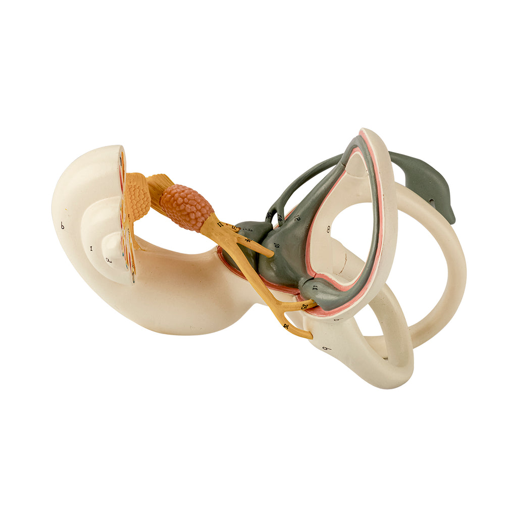 Evotech Scientific Inner Ear Model 2 Part 8X for Medical Study Display Teaching