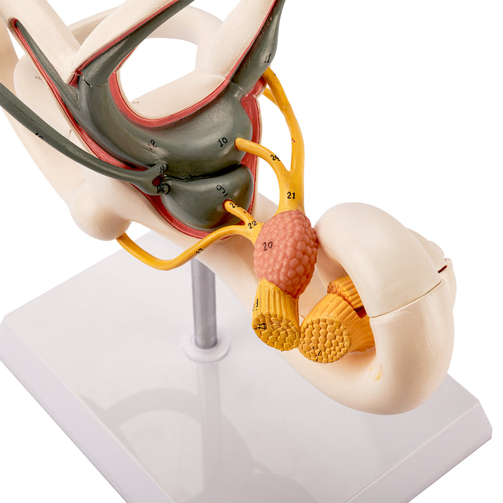 Evotech Scientific Inner Ear Model 2 Part 8X for Medical Study Display Teaching