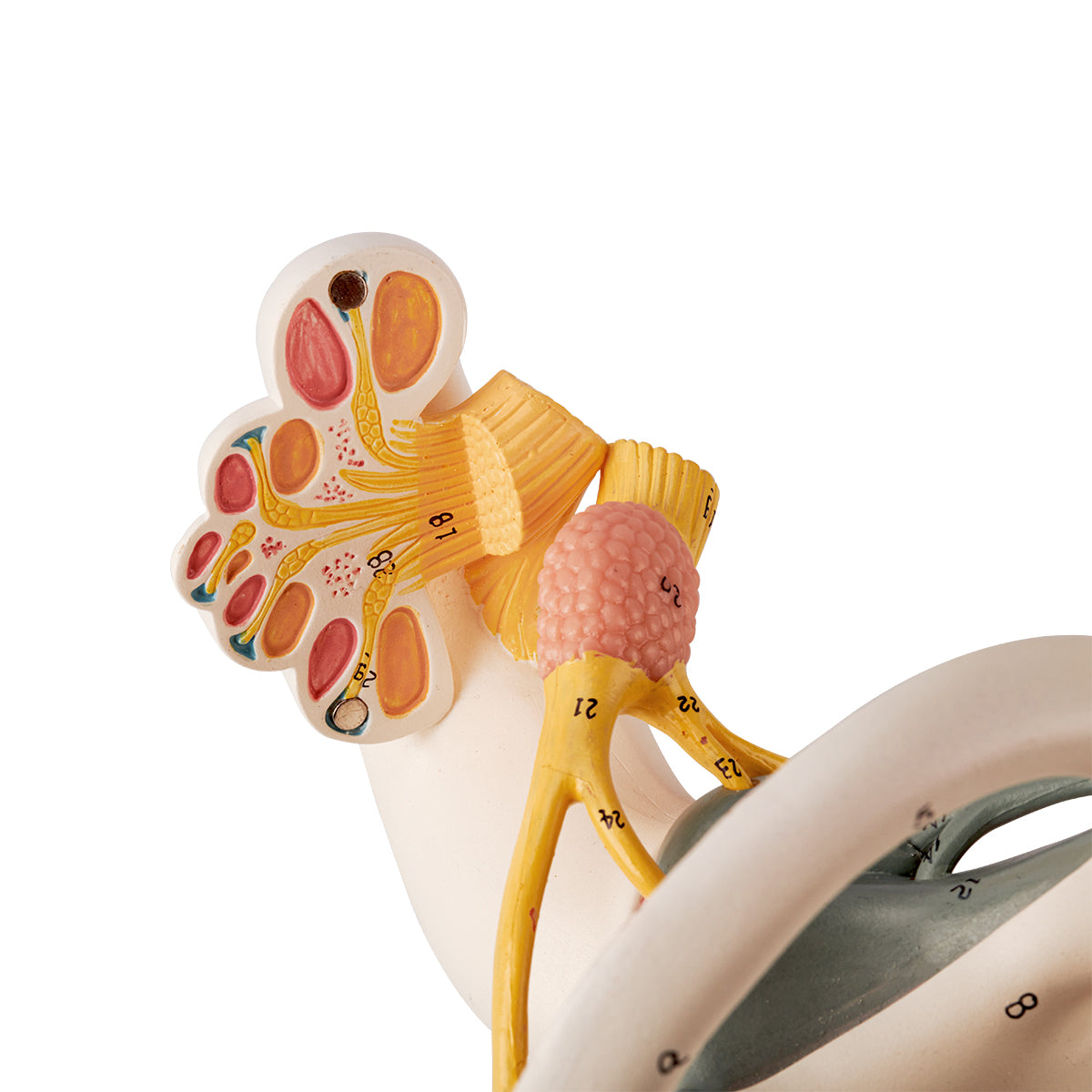 Evotech Scientific Inner Ear Model 2 Part 8X for Medical Study Display Teaching