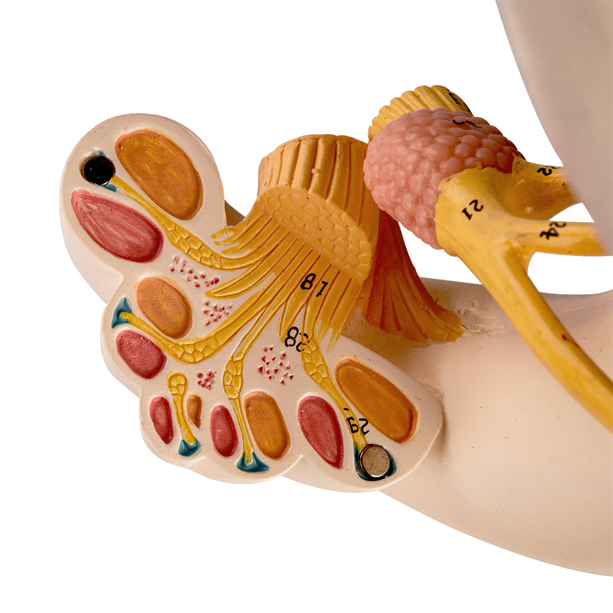 Evotech Scientific Inner Ear Model 2 Part 8X for Medical Study Display Teaching