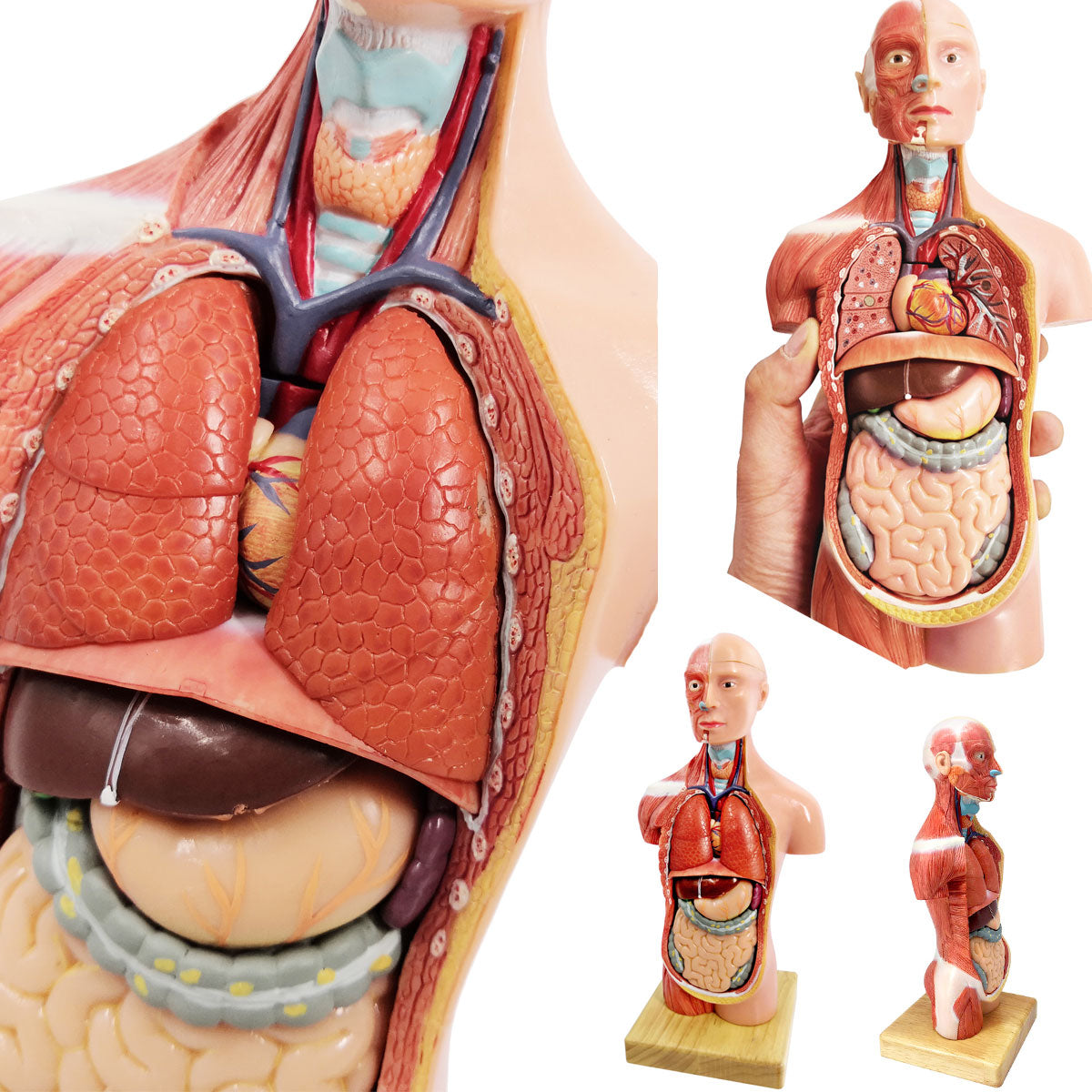 Evotech Scientific Human Body Model for Kids 11 inch Mini Human Torso Anatomy Model