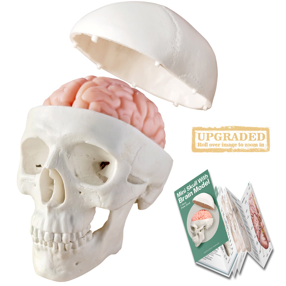 5-Part One-half size mini Human Skull Model with 2 parts Human Brian