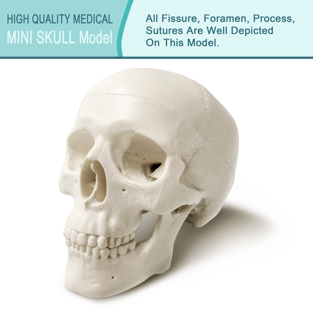 Skull Model Simple 5-Part One-half size mini Human Skull Model with 2 parts Human Brian ...