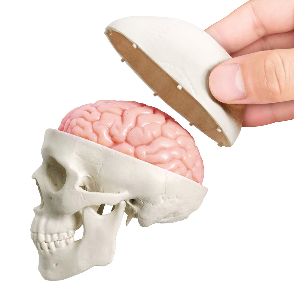5-Part One-half size mini Human Skull Model with 2 parts Human Brian