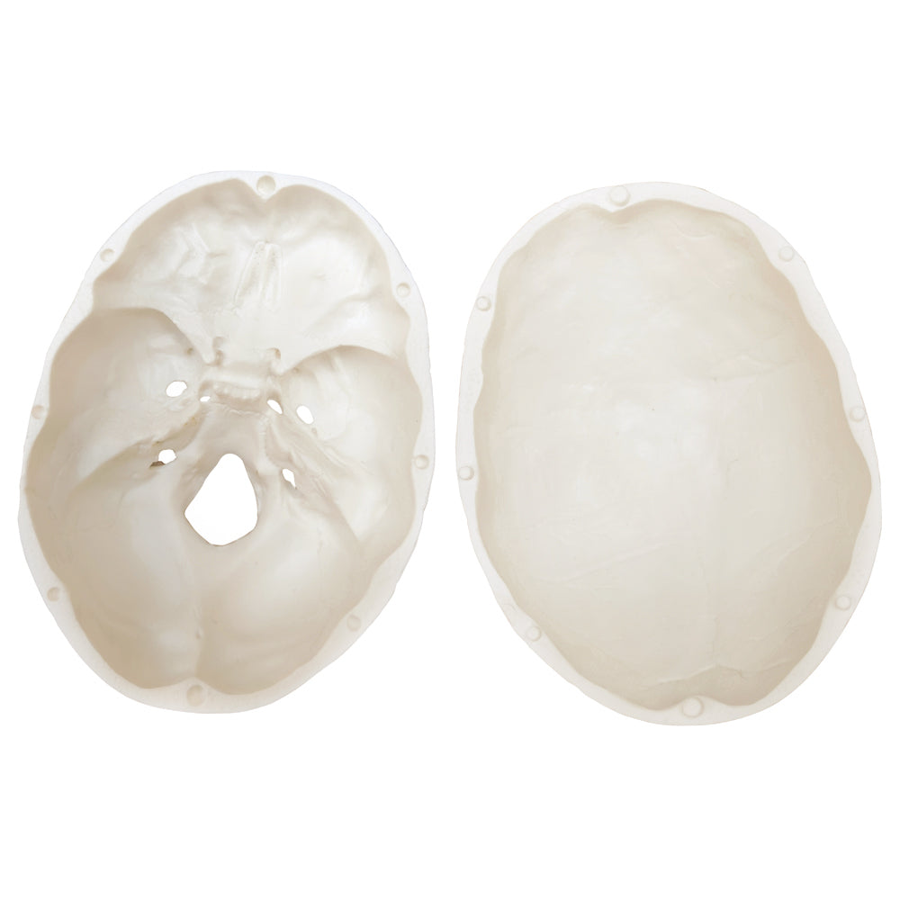 5-Part One-half size mini Human Skull Model with 2 parts Human Brian