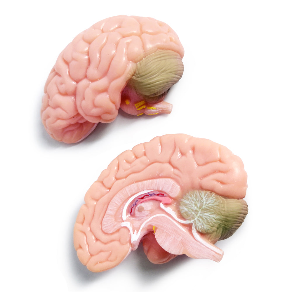 5-Part One-half size mini Human Skull Model with 2 parts Human Brian