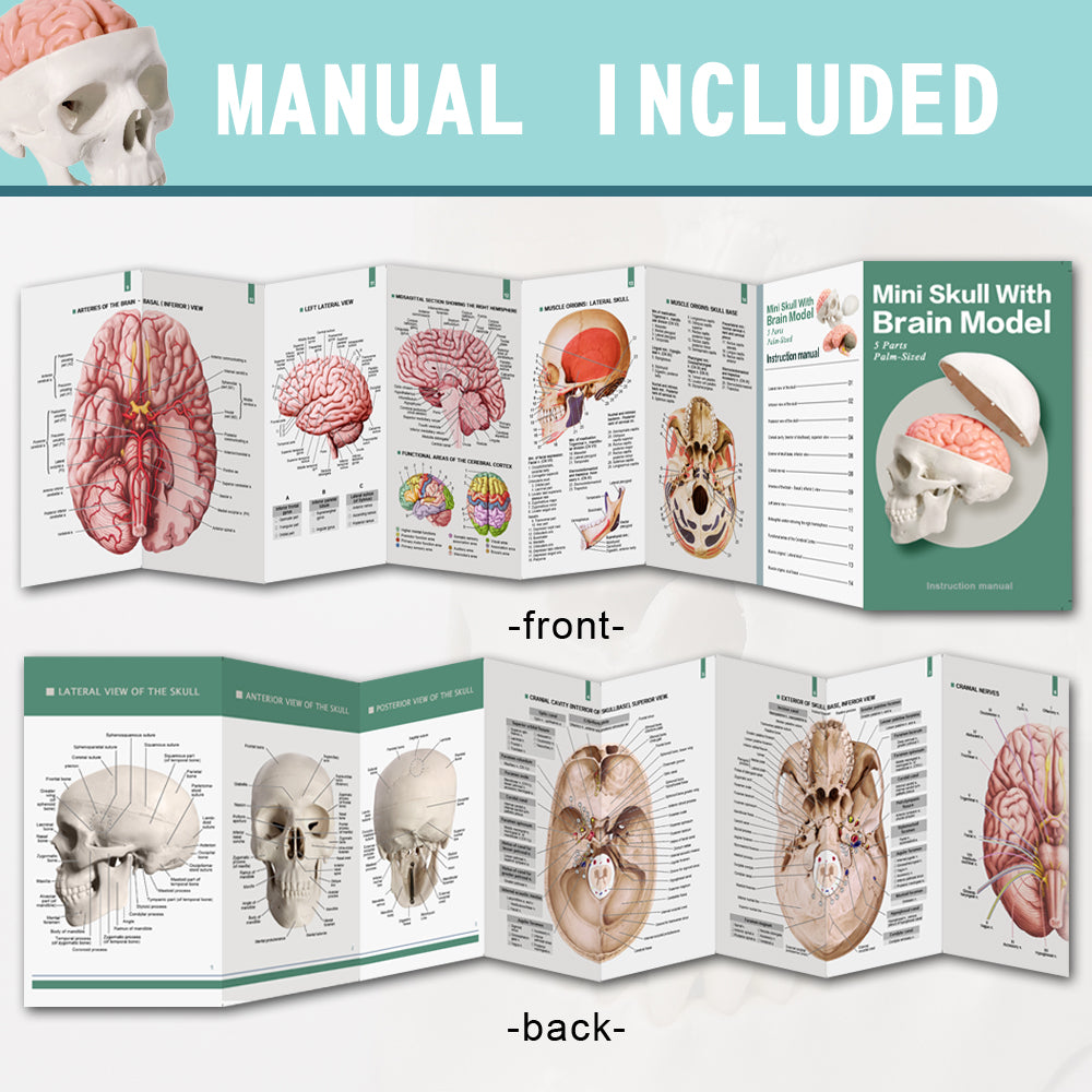 5-Part One-half size mini Human Skull Model with 2 parts Human Brian