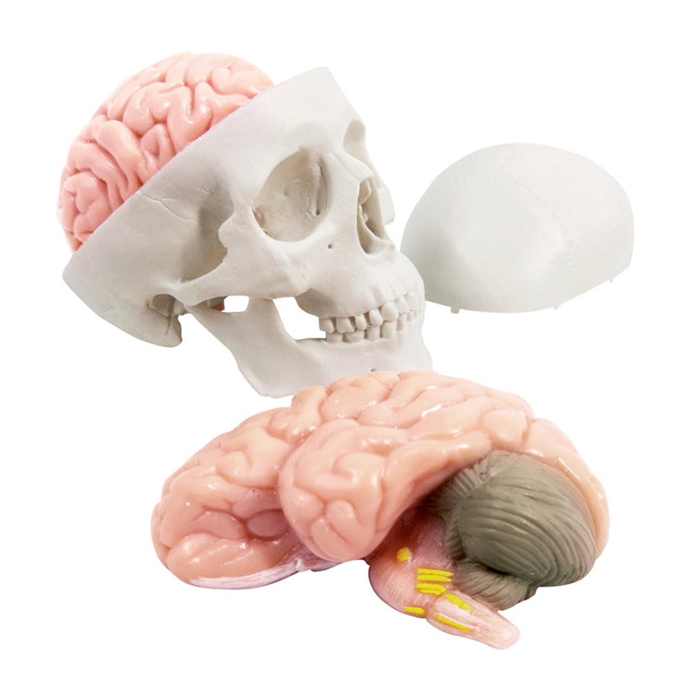 5-Part One-half size mini Human Skull Model with 2 parts Human Brian
