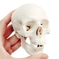 Palm-Sized Mini Human Skull Model, 3-Part (Skullcap, Base of Skull, Mandible)