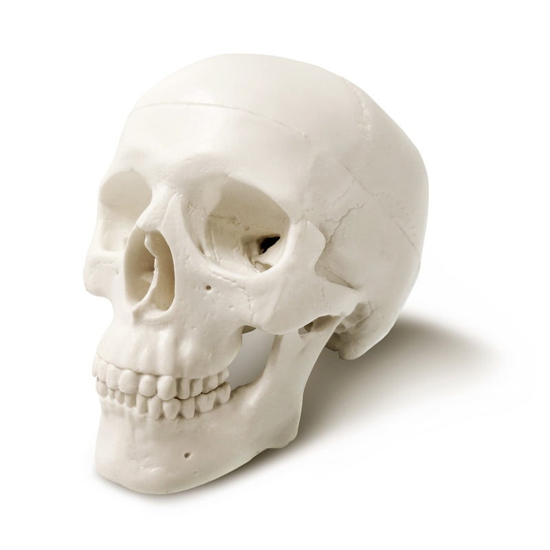 Palm-Sized Mini Human Skull Model, 3-Part (Skullcap, Base of Skull, Mandible)
