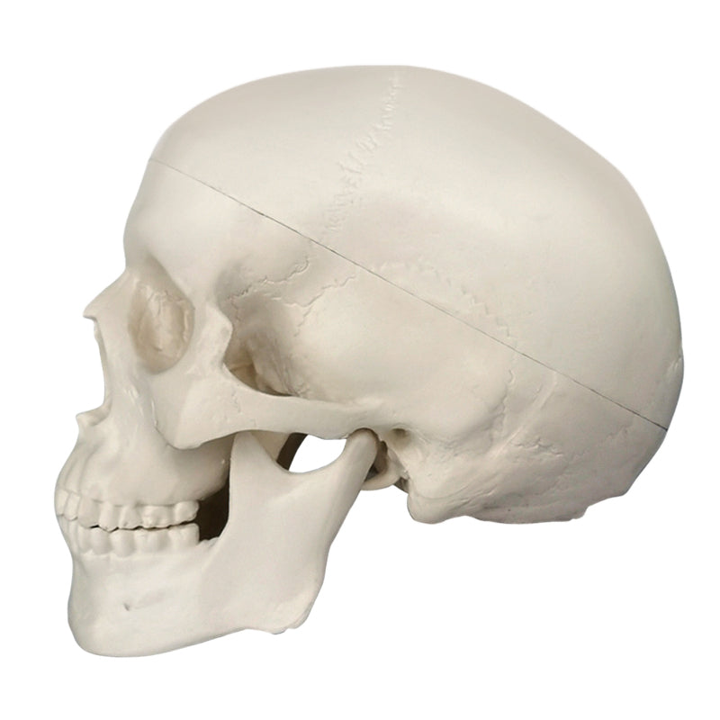 Palm-Sized Mini Human Skull Model, 3-Part (Skullcap, Base of Skull, Mandible)