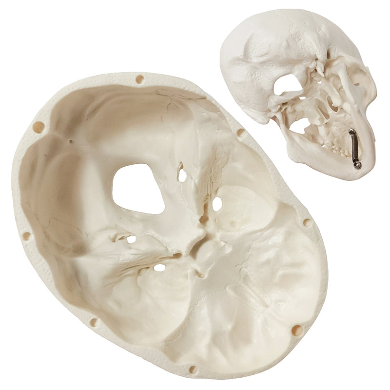 Palm-Sized Mini Human Skull Model, 3-Part (Skullcap, Base of Skull, Mandible)