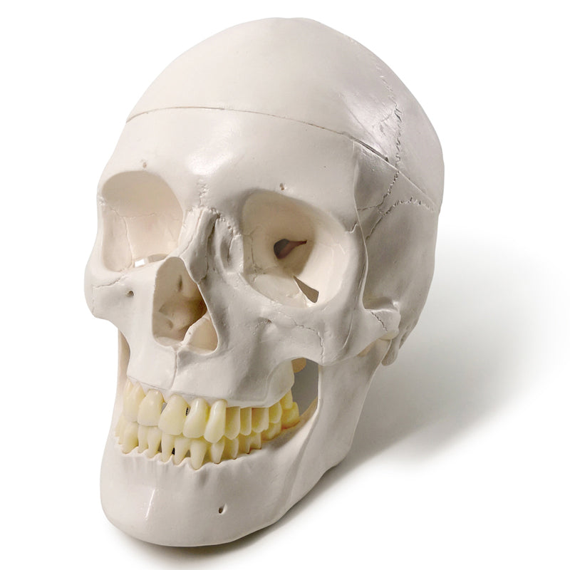 Classic 3-Part Life-Size Human Adult Skull Anatomical Model