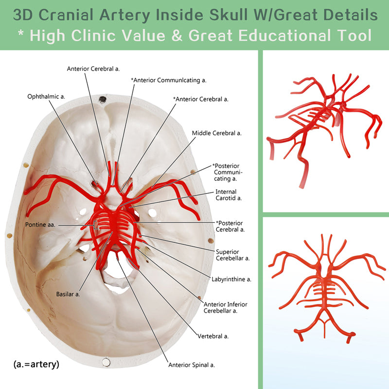 Classic 3-Part Life-Size Human Adult Skull Anatomical Model with Arteries