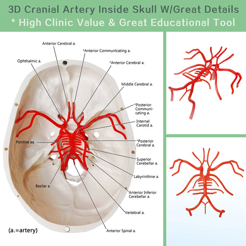 Classic 3-Part Life-Size Human Adult Skull Anatomical Model with Arteries