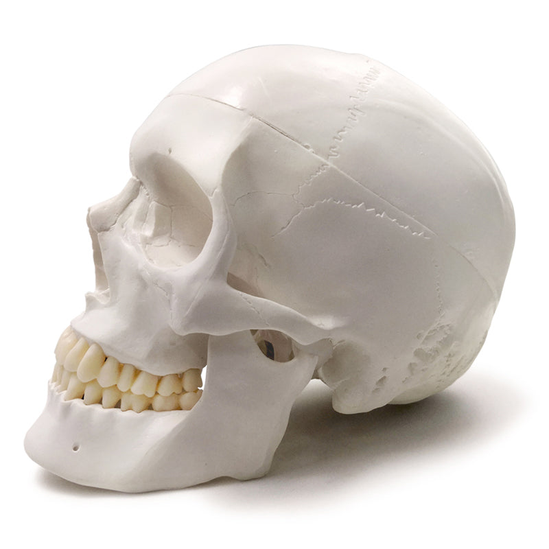 Classic 3-Part Life-Size Human Adult Skull Anatomical Model