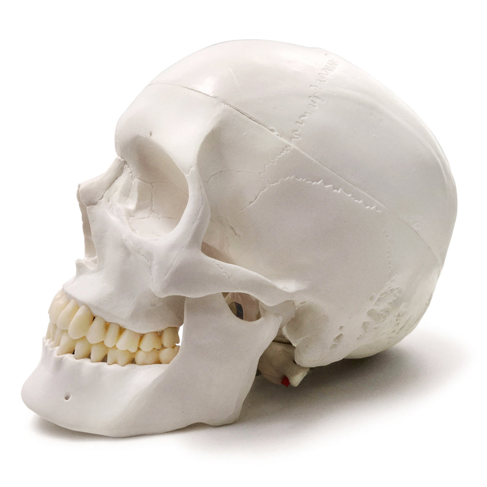Classic 3-Part Life-Size Human Adult Skull Anatomical Model with Arteries