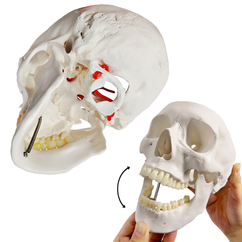 Classic 3-Part Life-Size Human Adult Skull Anatomical Model with Arteries