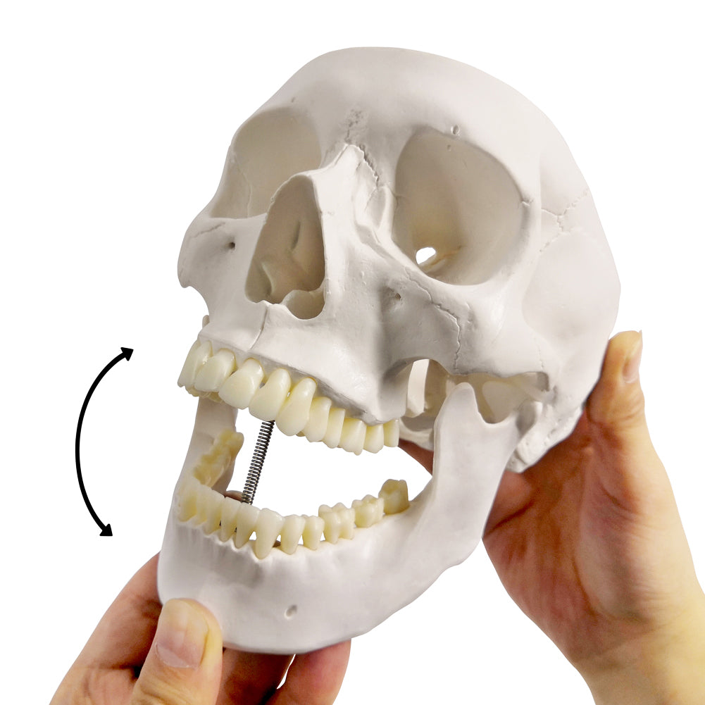 Classic 3-Part Life-Size Human Adult Skull Anatomical Model