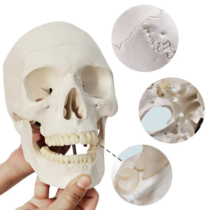 Classic 3-Part Life-Size Human Adult Skull Anatomical Model