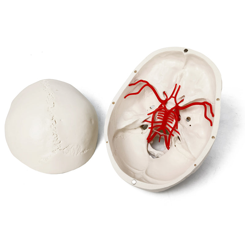 Classic 3-Part Life-Size Human Adult Skull Anatomical Model with Arteries