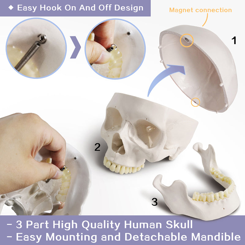 Classic 3-Part Life-Size Human Adult Skull Anatomical Model