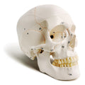 Numbered Classic Life-Size Human Skull Model with Skull Sutures Drawn in Color